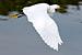 Snowy Egret