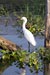 Snowy Egret