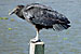 American Black Vulture