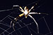 Argiope Spider