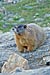 Yellow-Bellied Marmot