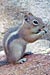 Golden-mantled Ground Squirrel